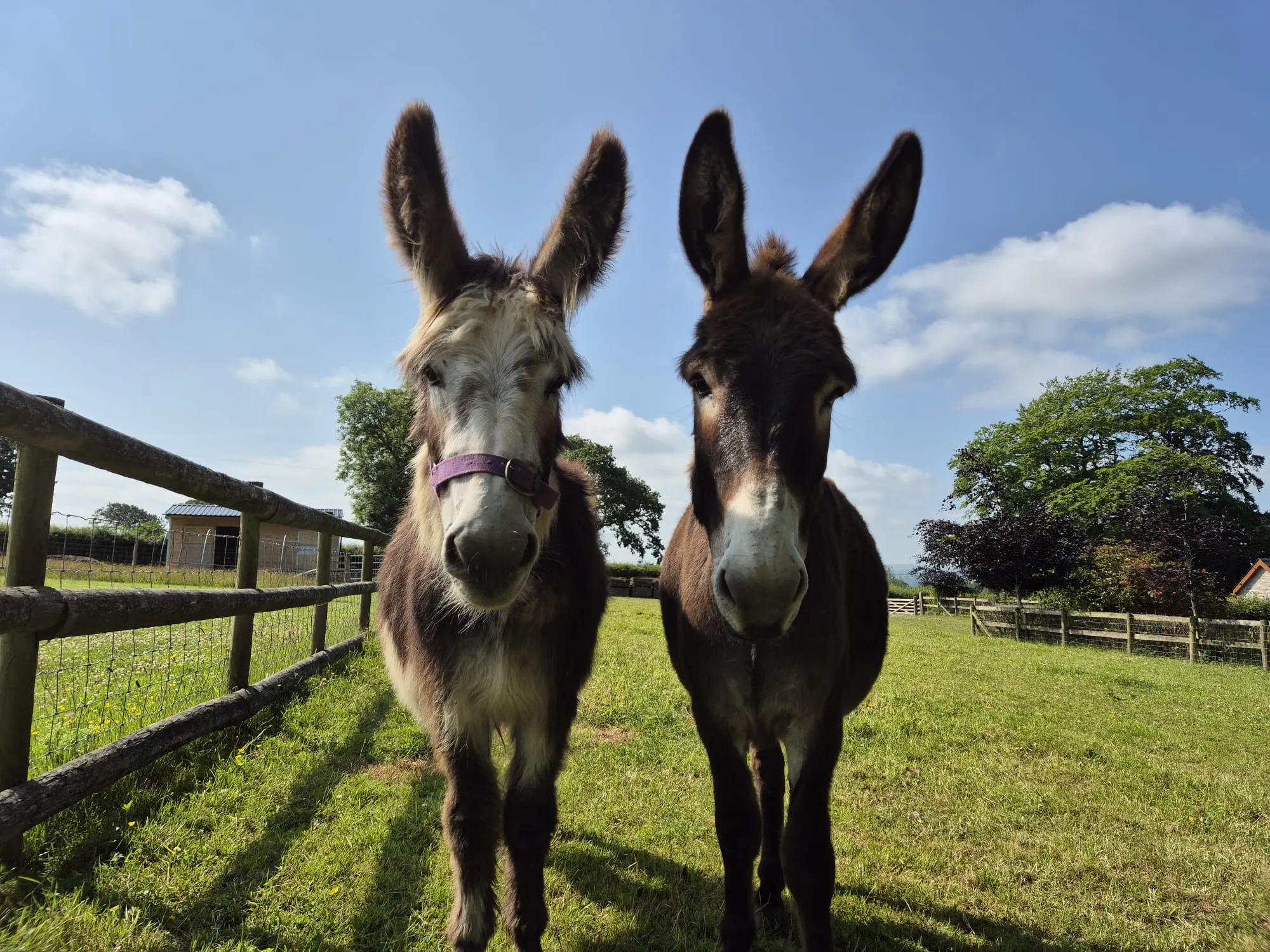 Stan and Ned, the resident donkeys