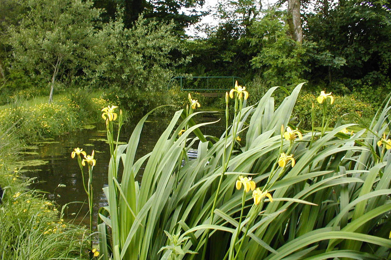 Peaceful and tranquil water gardens