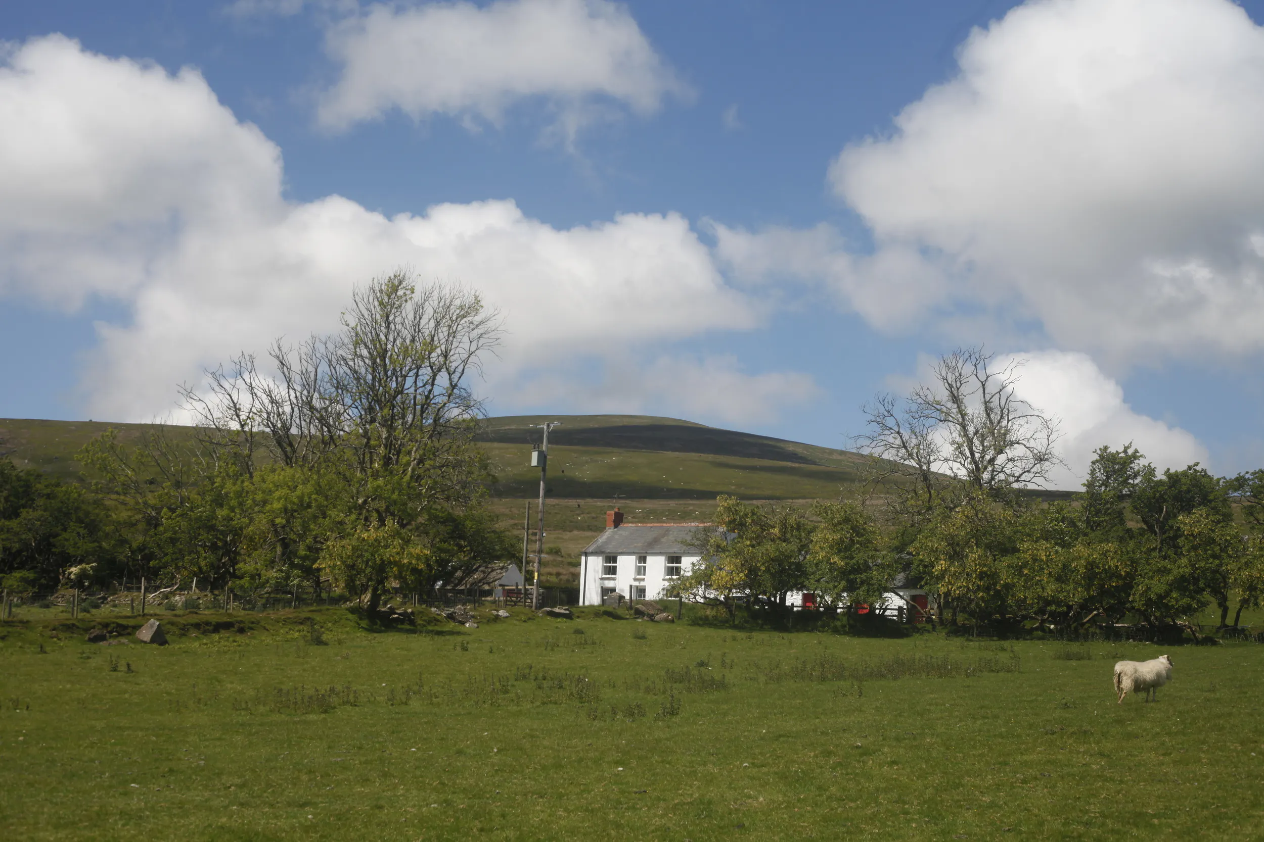 Fields with sheep and countryside surrounding Mynydd Crwn Bach cottage